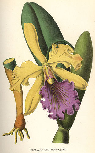 Cattleya dowiana